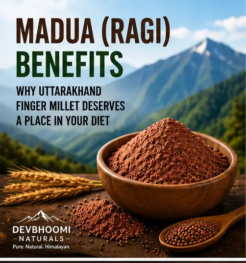 Madua (Ragi) Benefits: Why Uttarakhand Finger Millet Deserves a Place in Your Diet